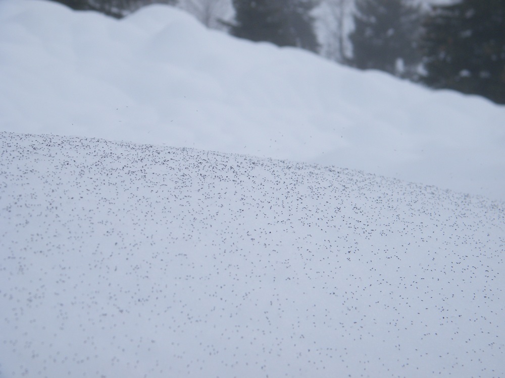 Collemboli sulla neve